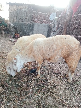 ઘેટા વેચવાના છે