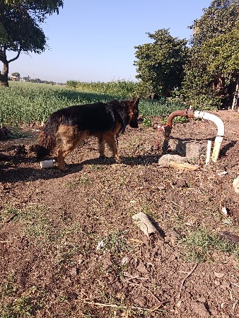 જર્મન મેલ