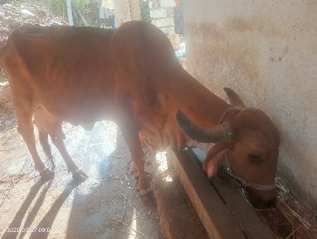 ગીર ગાય વેચવાની છે
