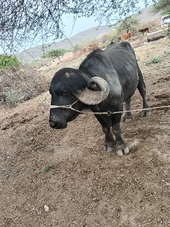 વેચવાનોછે