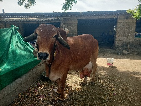 ગાય વેચવાની છે