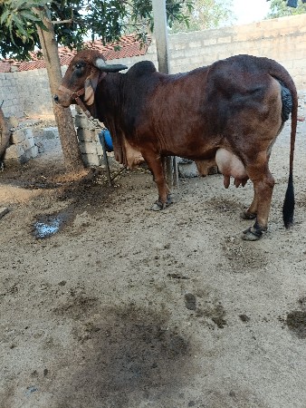 ગીર ગાય વેચવાની છે