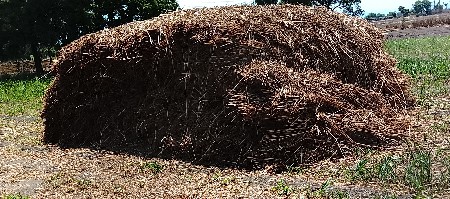 જુવાર ની નિરણ