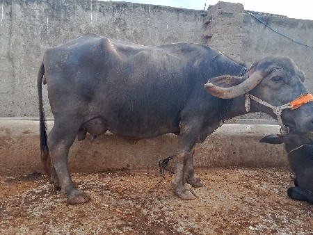 ભેંસ વેચવાની છે