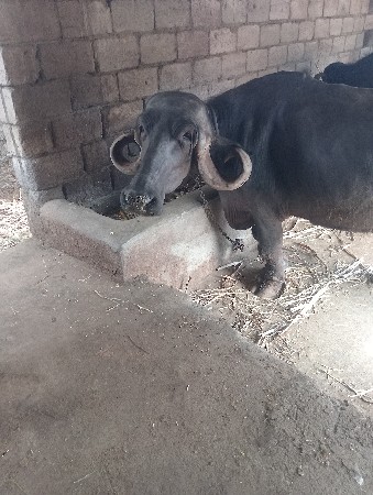 આ ભેંસ વેચવાની છે તાજી વાગેલિ