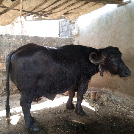 ભેસ વેચવાની છે.