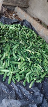 કાકણી વેચવાની છે