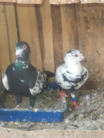 હુમર ચાલુ જોડી છે