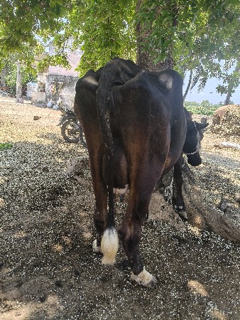 4 ગાયો અને 1 ઓડકી વેસવાની સે.