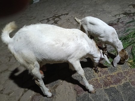 1 બકરી 1 બકરો