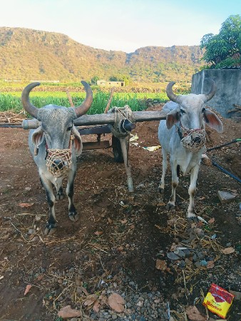 આ ગોધલા વેચવાના છે