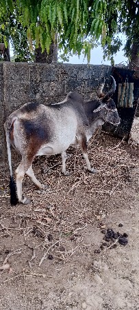 ગાય વેચવાની છે