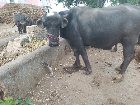 થંબનેલ 3