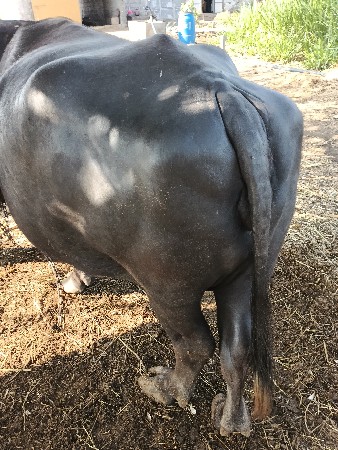 ભેંસ વેચવાની છે