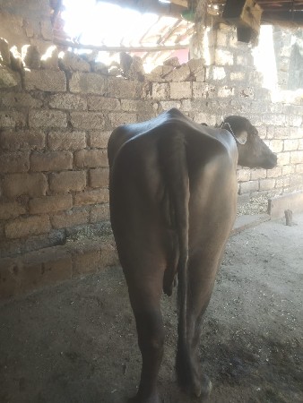 ભેસ વેસવાની છે