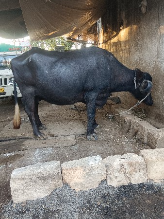 थंबनेल 2