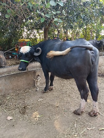 અખડ ખડેલુ વેચવાનુ