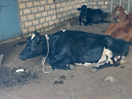 sf ગાય વેચવાની છે