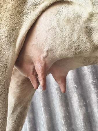 ક્રોસ ગાય વેચવાની છે.