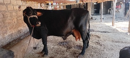 ગાય વેચવાનીછે