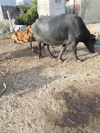 થંબનેલ 2