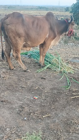 थंबनेल 5