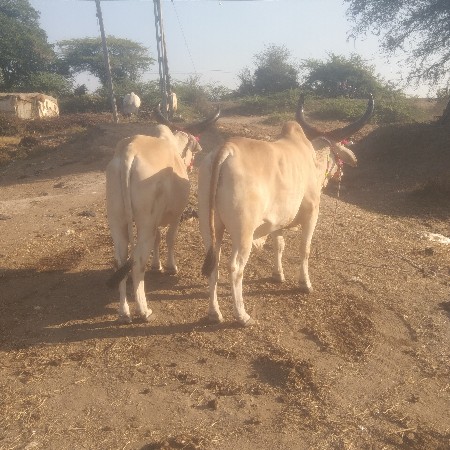 થંબનેલ 2