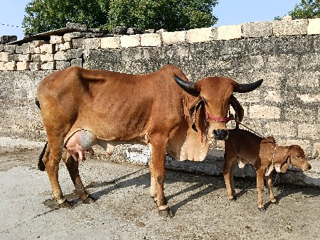 વેચવાની છે