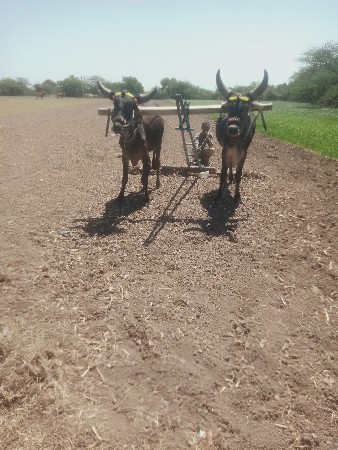 બળદ વેચવાના છે