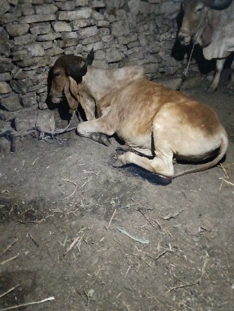 બળદ
