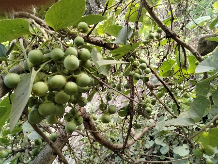 ગુંદા વેચવા માટે મળો
