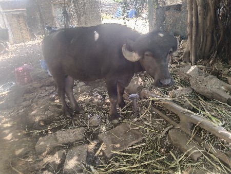 આ  પાડો વેચવાનો છે