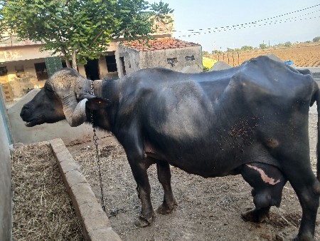 थंबनेल 2