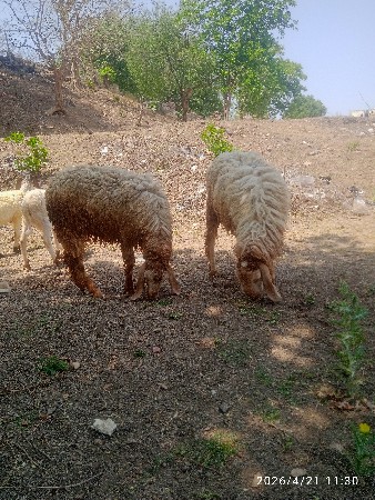 थंबनेल 3