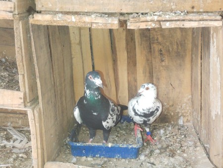 થંબનેલ 3