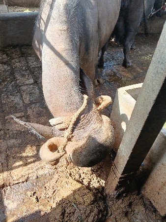 બે ખડેલિ 3 વરસની છે