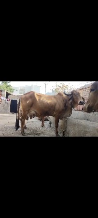 ગાય વેચવાની છે