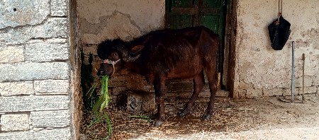 થંબનેલ 3