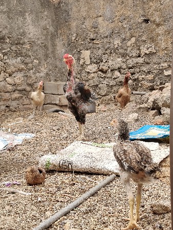 સાટા મા ગાભણી બકરી હાલે