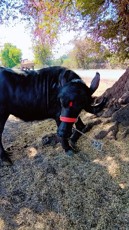 થંબનેલ 2