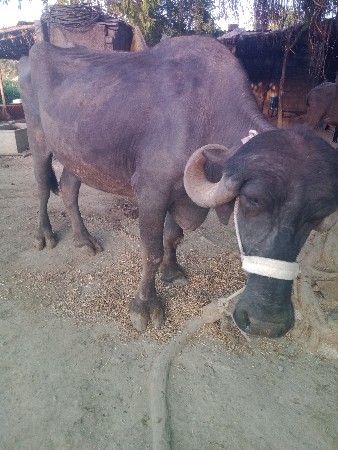 थंबनेल 3