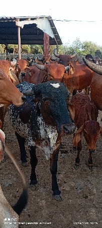 ગોઢલા દેવાના છે