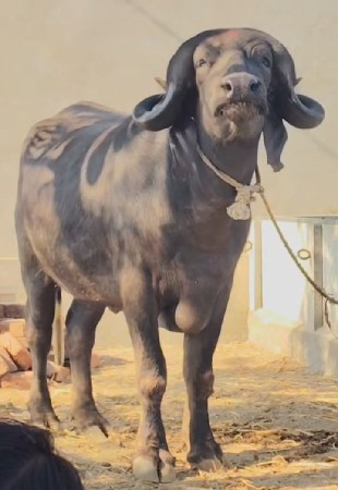 બે જાફરાબાદી ખડાયુ વેચવાની સે ઔ