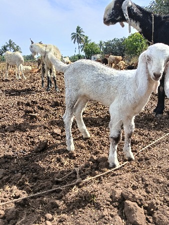 थंबनेल 2