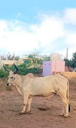 વેચવાનો છે..