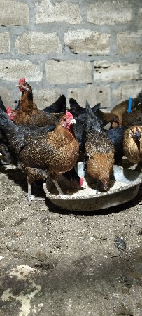 સોનાલી મૂરઘી