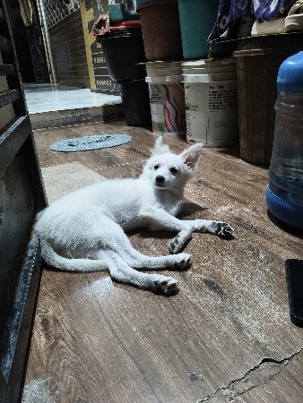 dog વેચવા નો છે