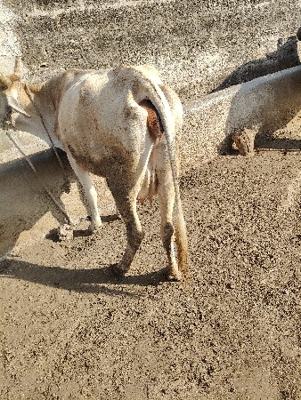 ગાય વેચવાની છે