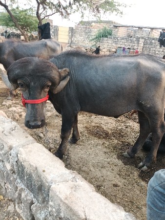 थंबनेल 3