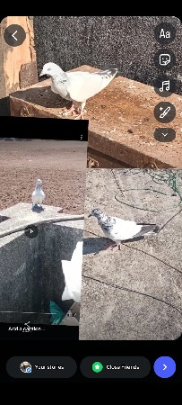 11 કબુતર વેચવા ના છે